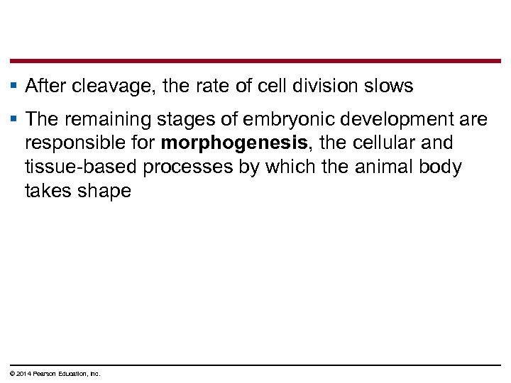 § After cleavage, the rate of cell division slows § The remaining stages of