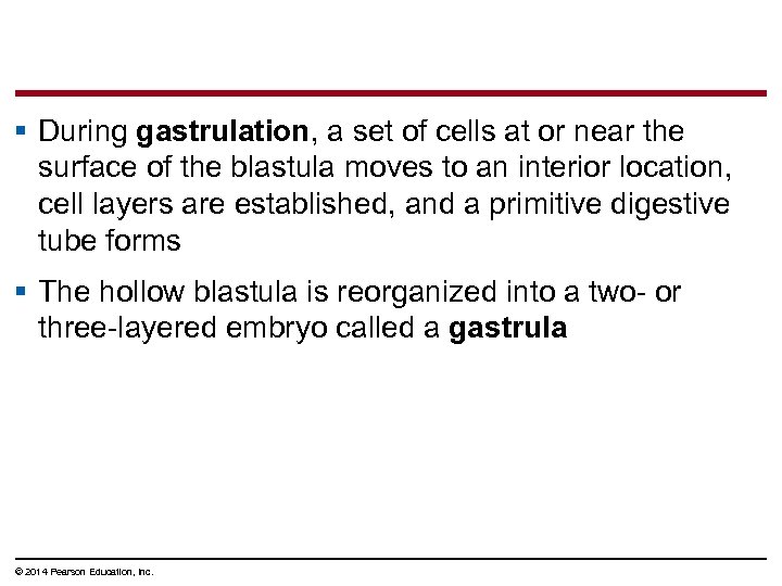 § During gastrulation, a set of cells at or near the surface of the