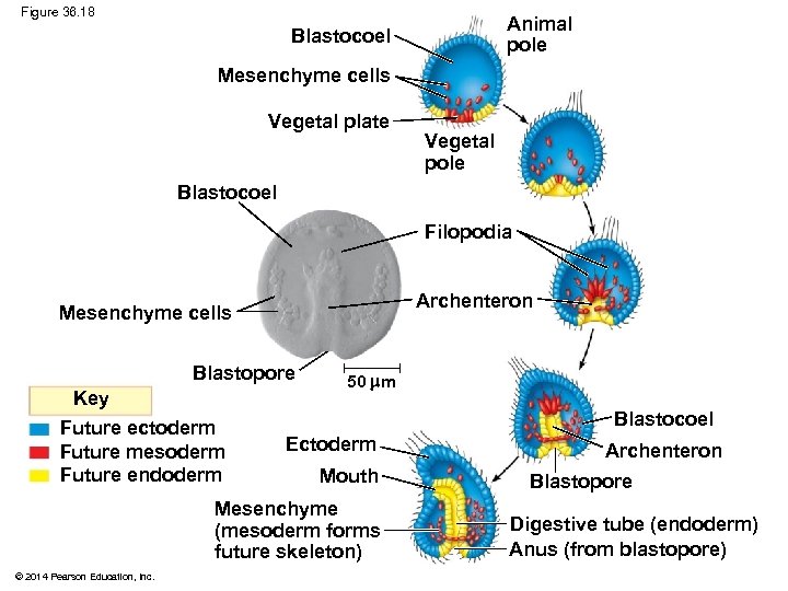 Figure 36. 18 Animal pole Blastocoel Mesenchyme cells Vegetal plate Vegetal pole Blastocoel Filopodia