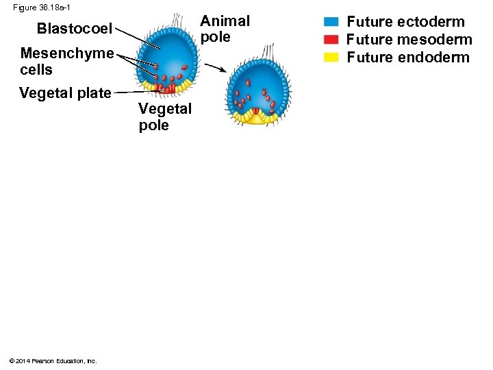 Figure 36. 18 a-1 Animal pole Blastocoel Mesenchyme cells Vegetal plate © 2014 Pearson