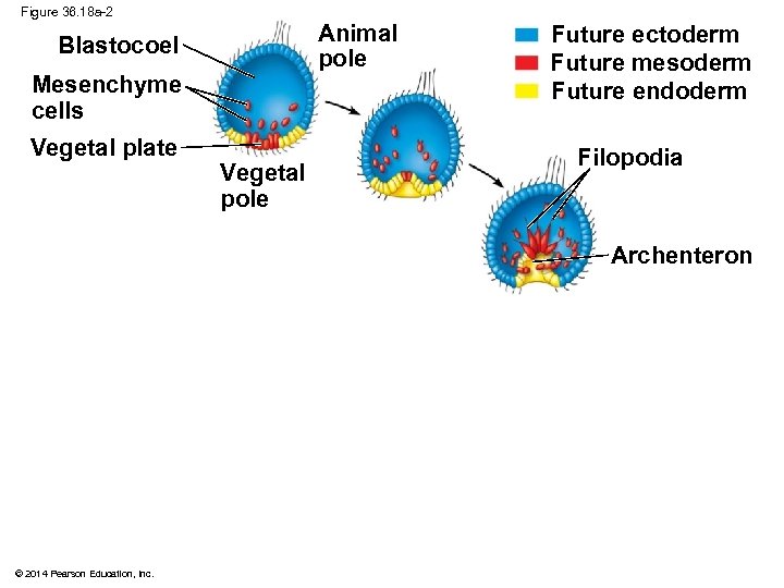 Figure 36. 18 a-2 Animal pole Blastocoel Mesenchyme cells Vegetal plate Vegetal pole Future