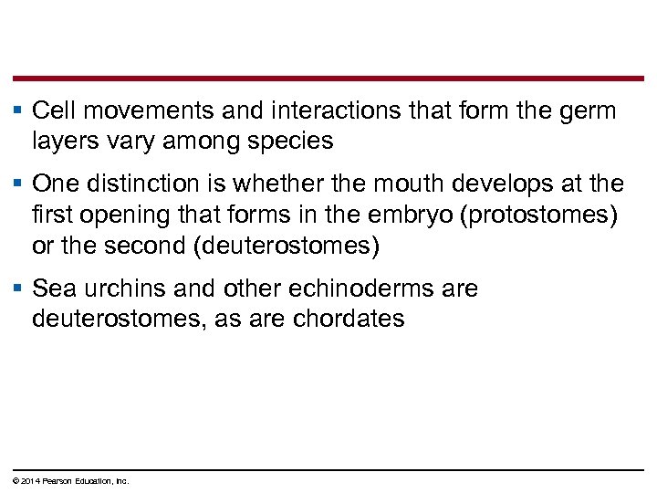 § Cell movements and interactions that form the germ layers vary among species §