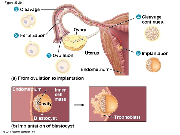 Figure 36. 20 3 Cleavage 4 Cleavage continues. Ovary 2 Fertilization Uterus 1 Ovulation