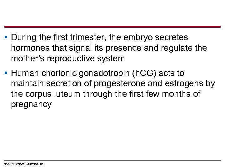 § During the first trimester, the embryo secretes hormones that signal its presence and