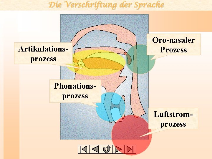 Die Verschriftung der Sprache Artikulationsprozess Oro-nasaler Prozess Phonationsprozess Luftstromprozess 