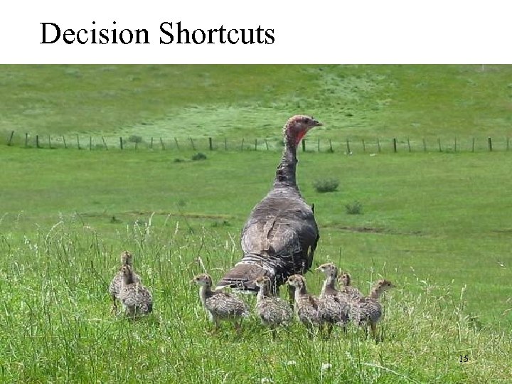 Decision Shortcuts 15 