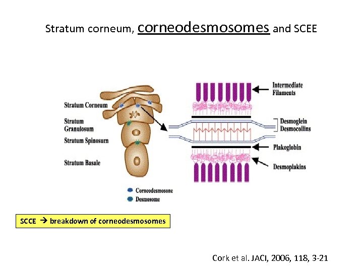 Stratum corneum, corneodesmosomes and SCEE SCCE breakdown of corneodesmosomes Cork et al. JACI, 2006,