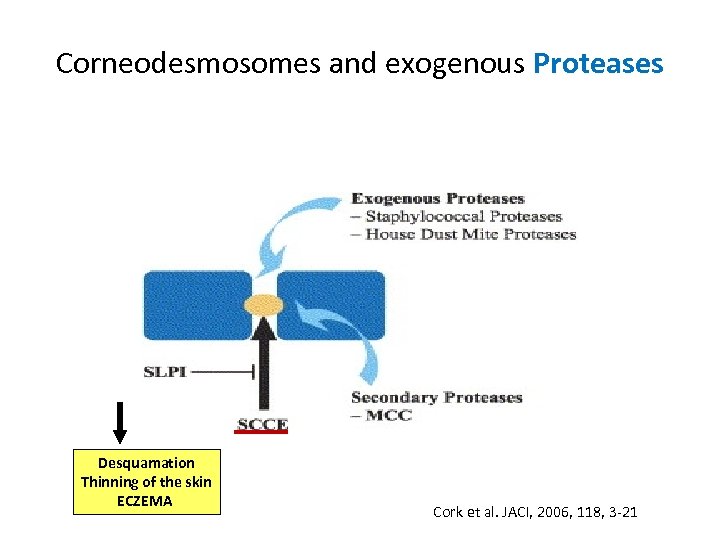 Corneodesmosomes and exogenous Proteases Desquamation Thinning of the skin ECZEMA Cork et al. JACI,