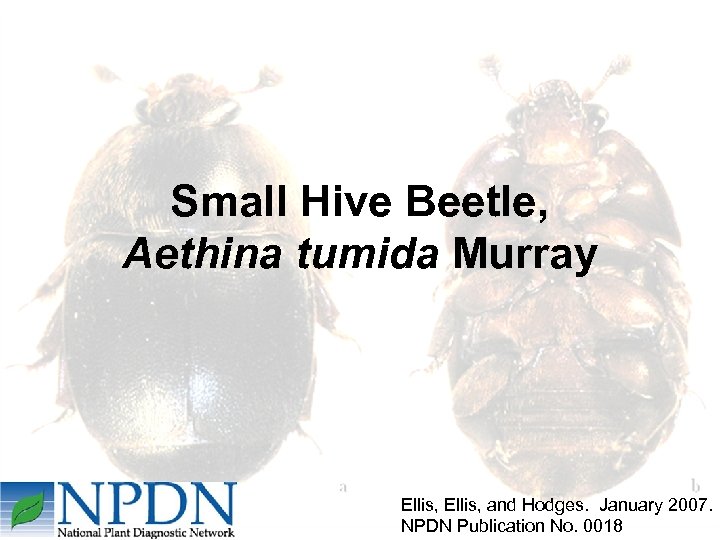 Small Hive Beetle, Aethina tumida Murray Ellis, and Hodges. January 2007. NPDN Publication No.