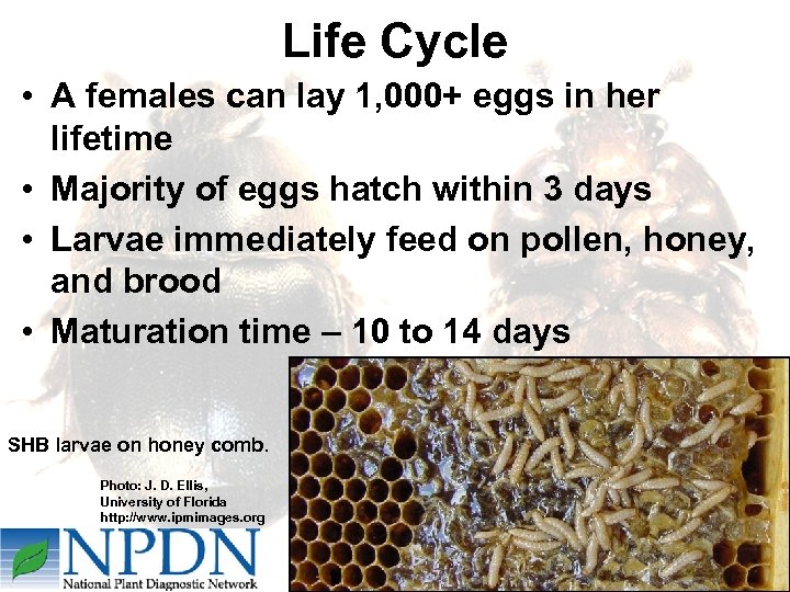 Life Cycle • A females can lay 1, 000+ eggs in her lifetime •