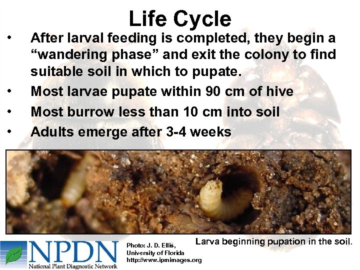  • • Life Cycle After larval feeding is completed, they begin a “wandering