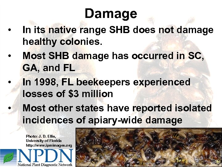 Damage • • In its native range SHB does not damage healthy colonies. Most