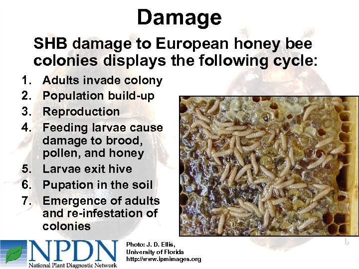 Damage SHB damage to European honey bee colonies displays the following cycle: 1. 2.