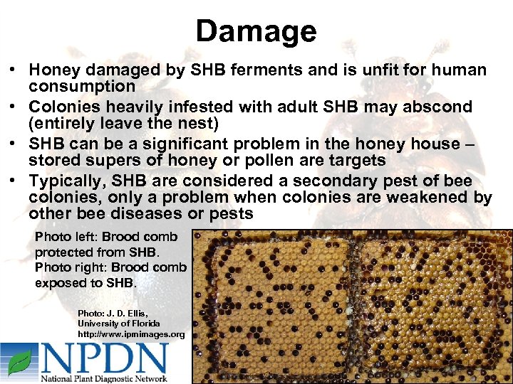 Damage • Honey damaged by SHB ferments and is unfit for human consumption •