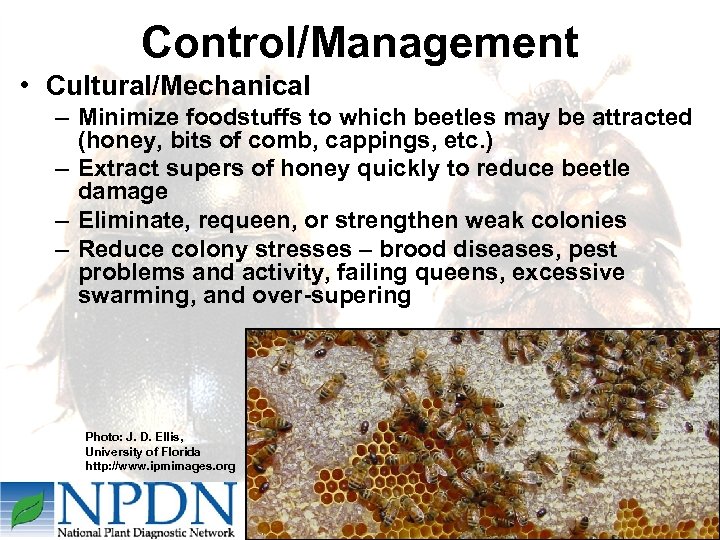 Control/Management • Cultural/Mechanical – Minimize foodstuffs to which beetles may be attracted (honey, bits