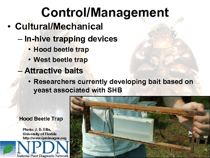 Control/Management • Cultural/Mechanical – In-hive trapping devices • Hood beetle trap • West beetle