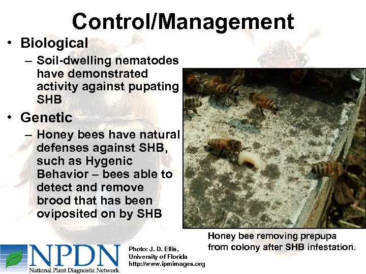 Control/Management • Biological – Soil-dwelling nematodes have demonstrated activity against pupating SHB • Genetic