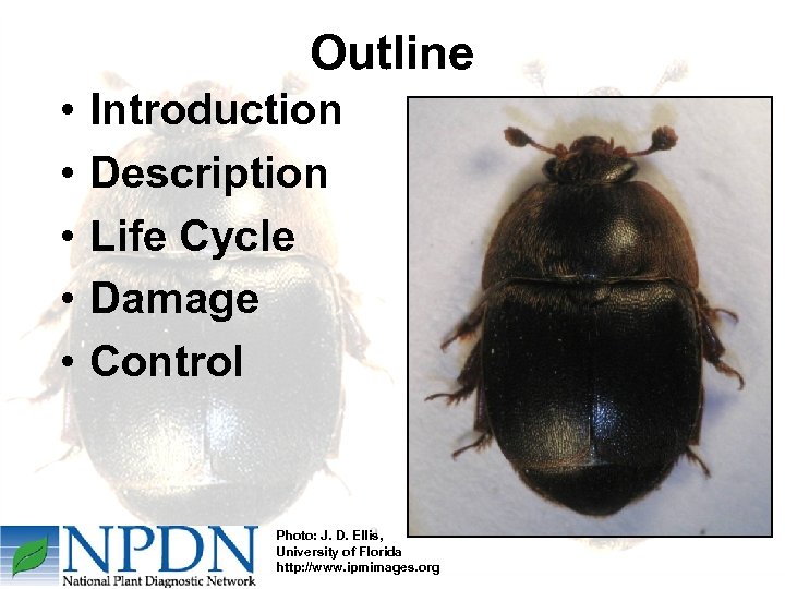 Outline • • • Introduction Description Life Cycle Damage Control Photo: J. D. Ellis,