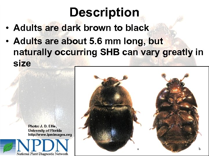 Description • Adults are dark brown to black • Adults are about 5. 6