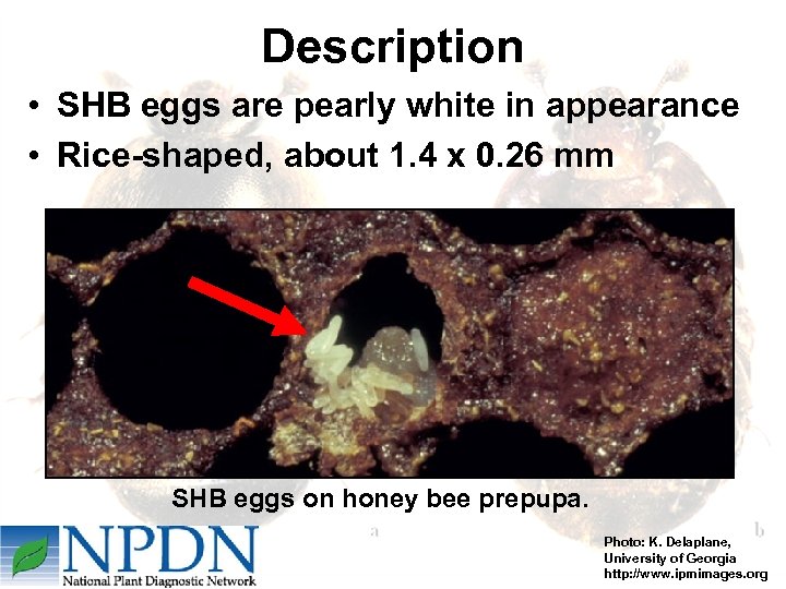 Description • SHB eggs are pearly white in appearance • Rice-shaped, about 1. 4