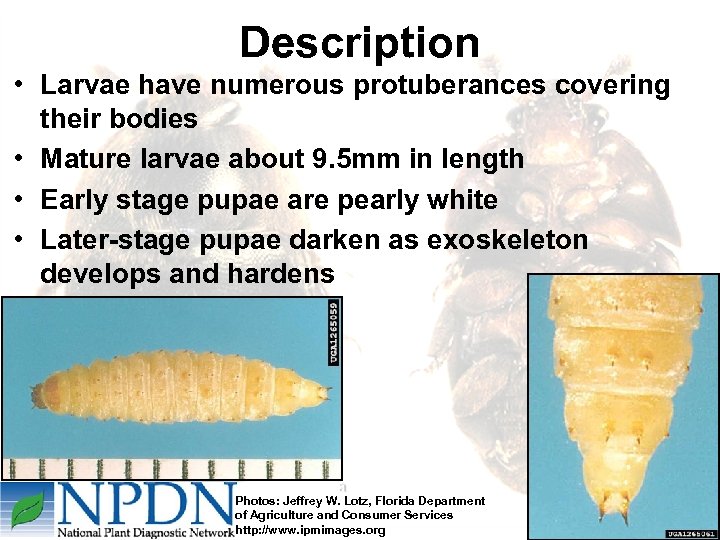 Description • Larvae have numerous protuberances covering their bodies • Mature larvae about 9.