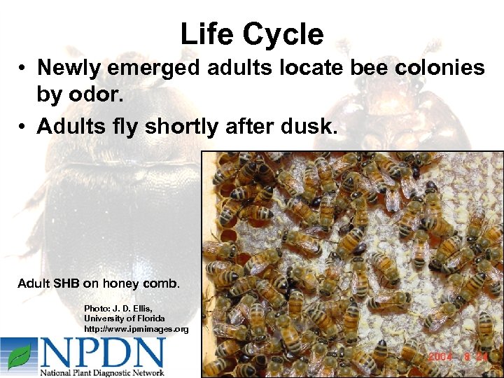 Life Cycle • Newly emerged adults locate bee colonies by odor. • Adults fly