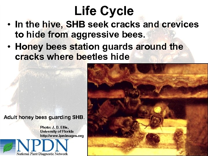 Life Cycle • In the hive, SHB seek cracks and crevices to hide from