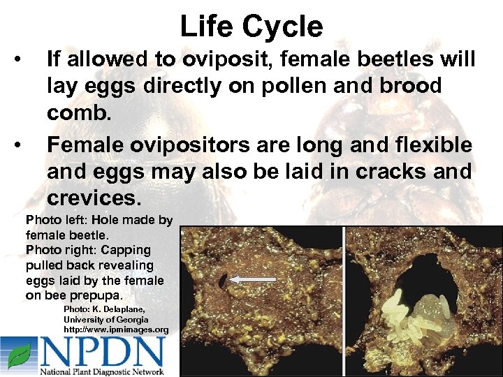 Life Cycle • • If allowed to oviposit, female beetles will lay eggs directly