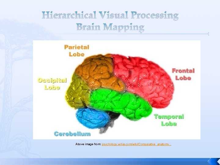 Hierarchical Visual Processing Brain Mapping Above image from: psychology. wikia. com/wiki/Comparative_anatomy. . . 