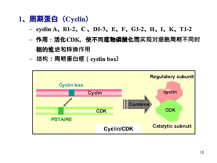 1、周期蛋白（Cyclin） – cyclin A、B 1 -2、C 、D 1 -3、E、F、G 1 -2、H、I、K、T 1 -2 –