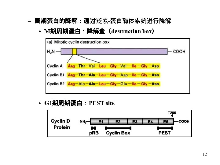 – 周期蛋白的降解：通过泛素-蛋白酶体系统进行降解 • M期周期蛋白：降解盒（destruction box） • G 1期周期蛋白：PEST site 12 