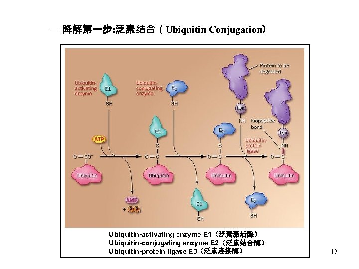 – 降解第一步: 泛素结合（Ubiquitin Conjugation） Ubiquitin-activating enzyme E 1（泛素激活酶） Ubiquitin-conjugating enzyme E 2（泛素结合酶） Ubiquitin-protein ligase