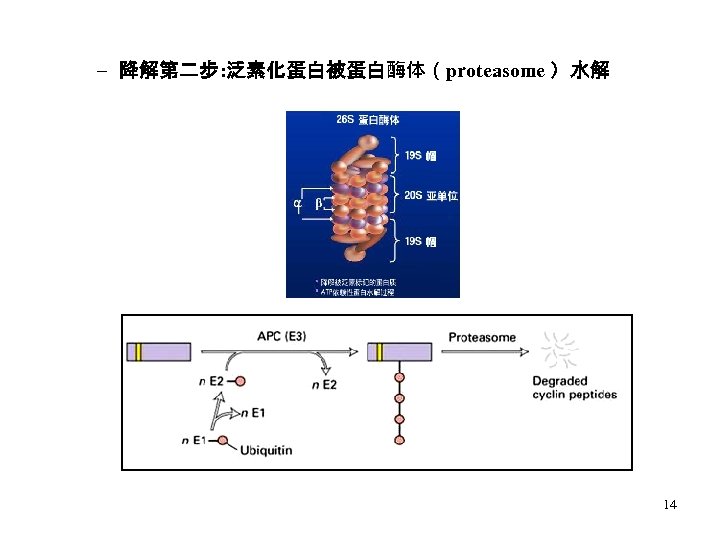 – 降解第二步: 泛素化蛋白被蛋白酶体（proteasome ）水解 14 