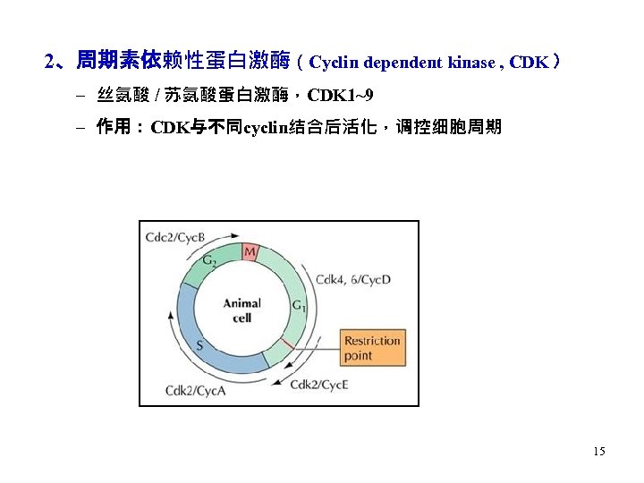 2、周期素依赖性蛋白激酶（Cyclin dependent kinase , CDK ） – 丝氨酸 / 苏氨酸蛋白激酶，CDK 1~9 – 作用：CDK与不同cyclin结合后活化，调控细胞周期 15