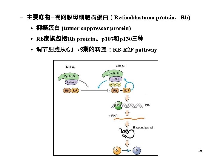 – 主要底物--视网膜母细胞瘤蛋白（Retinoblastoma protein，Rb) • 抑癌蛋白 (tumor suppressor protein) • Rb家族包括Rb protein、p 107和p 130三种 •