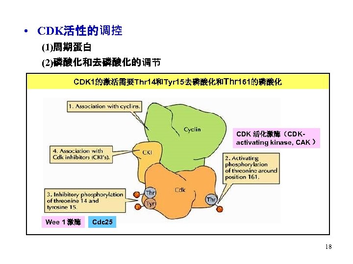  • CDK活性的调控 (1)周期蛋白 (2)磷酸化和去磷酸化的调节 CDK 1的激活需要Thr 14和Tyr 15去磷酸化和Thr 161的磷酸化 CDK 活化激酶（CDKactivating kinase, CAK