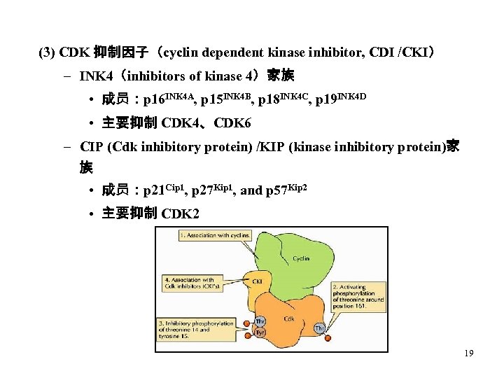 (3) CDK 抑制因子（cyclin dependent kinase inhibitor, CDI /CKI） – INK 4（inhibitors of kinase 4）家族