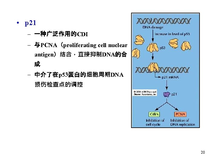  • p 21 – 一种广泛作用的CDI – 与PCNA（proliferating cell nuclear antigen）结合，直接抑制DNA的合 成 – 中介了在p