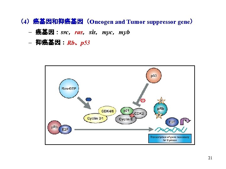 （4）癌基因和抑癌基因（Oncogen and Tumor suppressor gene） – 癌基因：src，ras，sis，myc，myb – 抑癌基因：Rb、p 53 21 