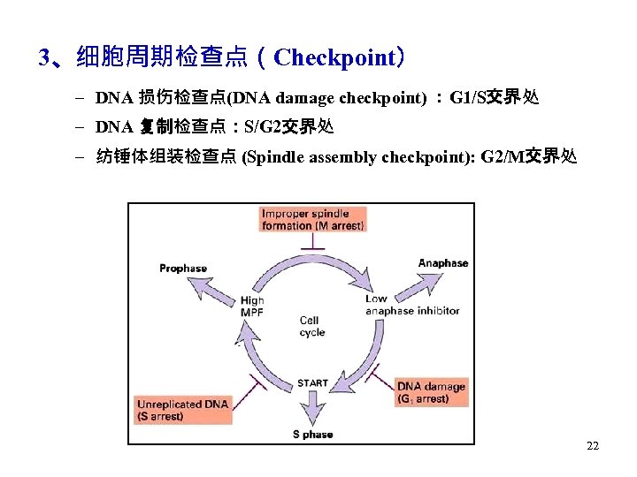 3、细胞周期检查点（Checkpoint） – DNA 损伤检查点(DNA damage checkpoint) ：G 1/S交界处 – DNA 复制检查点：S/G 2交界处 – 纺锤体组装检查点