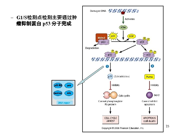 – G 1/S检测点检测主要通过肿 瘤抑制蛋白 p 53 分子完成 23 