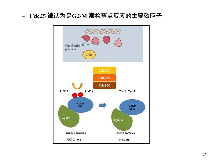 – Cdc 25 被认为是G 2/M 期检查点反应的主要效应子 24 