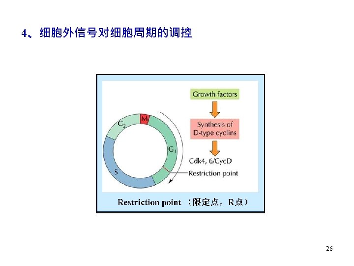 4、细胞外信号对细胞周期的调控 26 