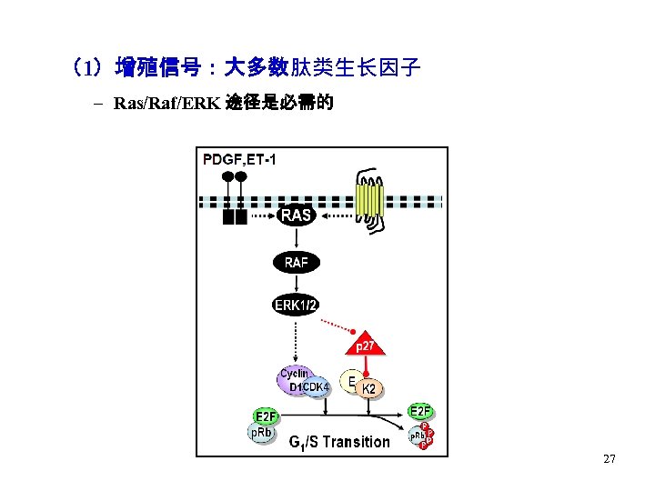 （1）增殖信号：大多数肽类生长因子 – Ras/Raf/ERK 途径是必需的 27 