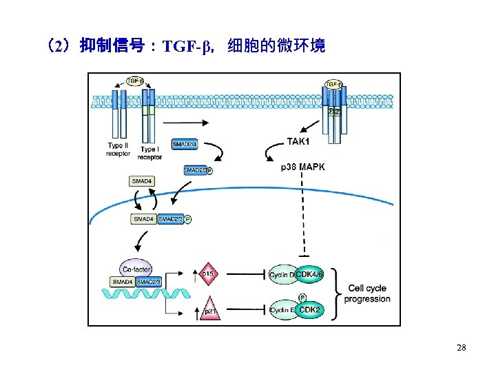 （2）抑制信号：TGF-β，细胞的微环境 28 