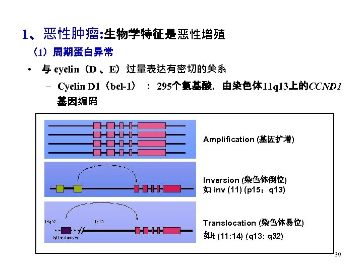 1、恶性肿瘤: 生物学特征是恶性增殖 （1）周期蛋白异常 • 与 cyclin（D 、E）过量表达有密切的关系 – Cyclin D 1（bcl-1） ： 295个氨基酸，由染色体 11