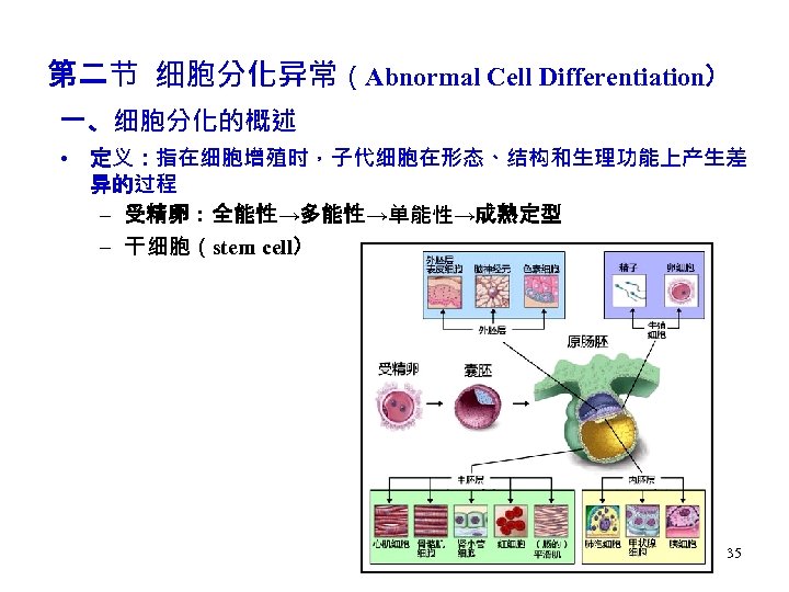 第二节 细胞分化异常（Abnormal Cell Differentiation） 一、细胞分化的概述 • 定义：指在细胞增殖时，子代细胞在形态、结构和生理功能上产生差 异的过程 – 受精卵：全能性→多能性→单能性→成熟定型 – 干细胞（stem cell） 35