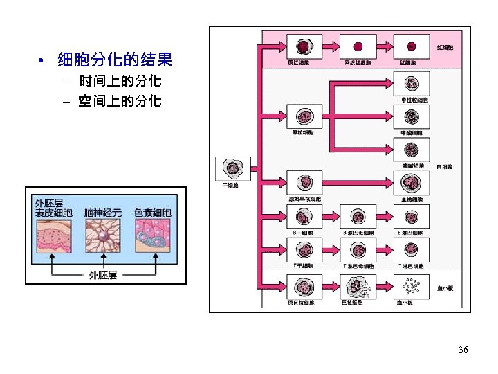  • 细胞分化的结果 – 时间上的分化 – 空间上的分化 36 