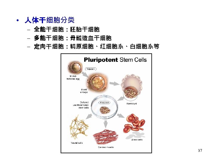  • 人体干细胞分类 – 全能干细胞：胚胎干细胞 – 多能干细胞：骨髓造血干细胞 – 定向干细胞：精原细胞、红细胞系、白细胞系等 37 