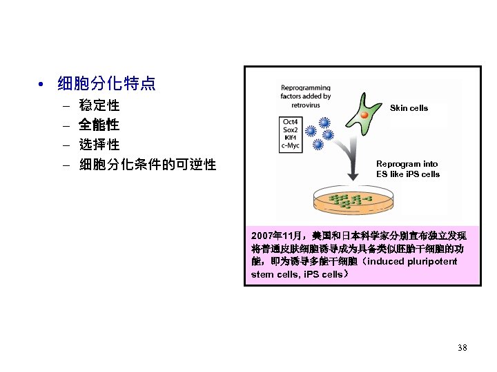  • 细胞分化特点 – – 稳定性 全能性 选择性 细胞分化条件的可逆性 Skin cells Reprogram into ES